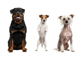 Three different dog breeds, a rottweiler, a jack russell terrier, and a chinese crested dog, posing together isolated on transparent background