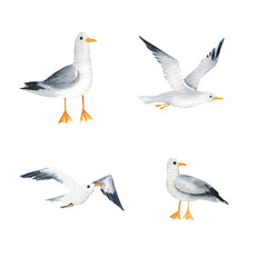 set of different sea bird, four white and gray sea gull, flying and standing gulls, hand drawn illustration of wild bird, sketch of freedom animal for marine pictures, tourism product decoration