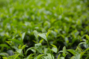 botanical background of young green leaves of  Camellia sinensis, tea plantation in Japan