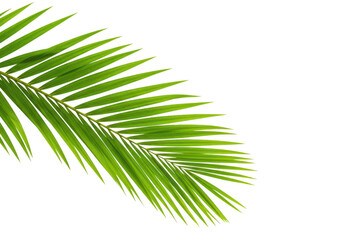 Obraz premium A vibrant green palm leaf isolated on a clean transparent background, showcasing its intricate details and natural beauty