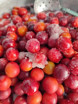 Freshly harvested alucha plums are being prepared for traditional jam making. The plums are coated in sugar, shimmering, and ready for cooking in the Autumn season