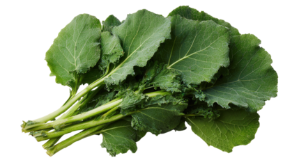 Freshly Picked Kale: A flat lay of freshly picked kale with rich green leaves, isolated on a Transparent background, PNG file.