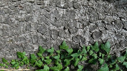 Horizontal background of bark texture with ivy growing on the trunk.