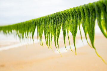 Bright green seaweed grows on a rope on the North Sea island of Norderney, which falls dry at low tide. Translucent organic structures hang down and form bizarre shapes in the wind. Beach background.