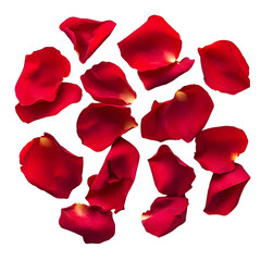 Fototapeta premium Vibrant Red Rose Petals on White Background - Elegant Floral Isolation