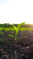 Young corn plant emerging from soil