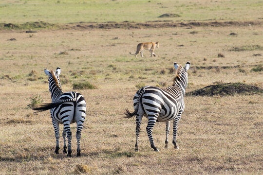 Group of zebras grazing on open savanna grassland - Powered by Adobe