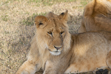 Young lion resting on grassy ground in savanna