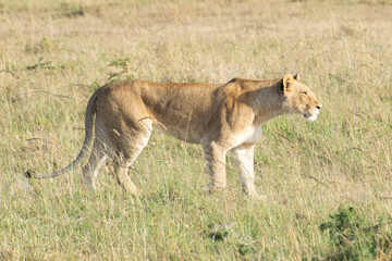 Lioness walking across grassy savanna landscape