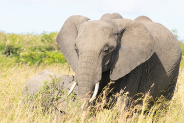Obraz premium Close-up of African elephant standing in tall grass