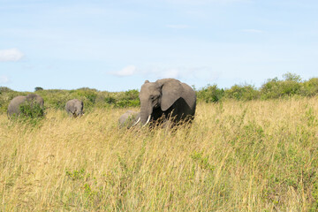 African elephant standing in open savanna grassland