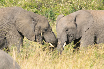 Fototapeta premium African elephant standing among green bushes on savanna