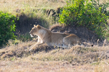 Lioness resting on grassy hillside with bushes in savanna