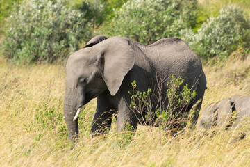 African elephant head behind green bushes in savanna