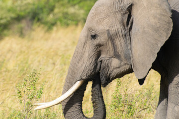 Close-up of African elephant head with tusk in savanna foliage