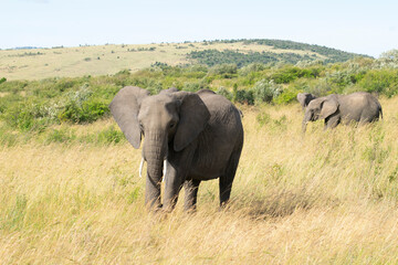 Fototapeta premium African elephant walking through grassy savanna landscape