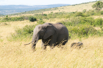 African elephant walking through golden savanna grass