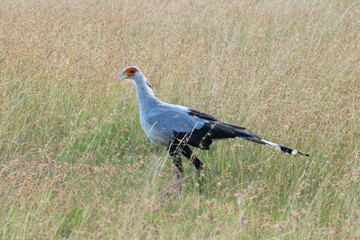 Secretary bird walking through tall grass on the savanna