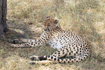 Cheetah resting on grassy savanna