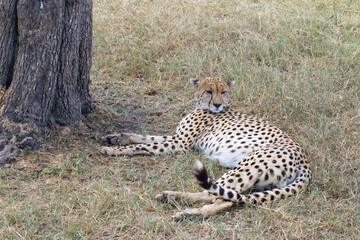 Fototapeta premium Leopard resting in shade under tree on savanna