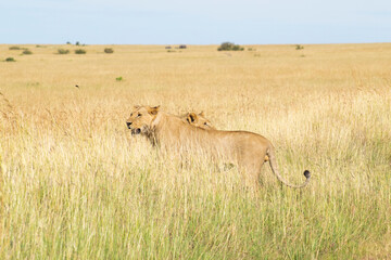Lioness resting in tall golden savanna grass