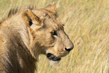 Close-up of lion head in tall savanna grass