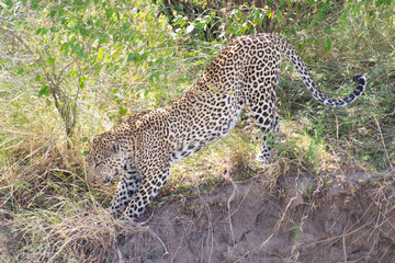 Leopard stalking in grassy savanna