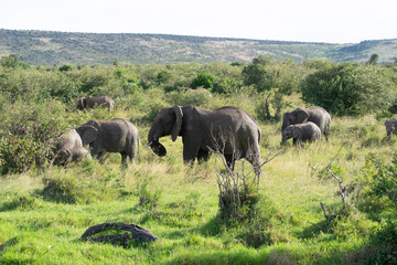 Elephants grazing in lush savanna landscape with hills in background