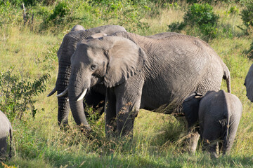 Fototapeta premium Elephant and calf grazing on grassy savanna