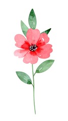 Obraz premium Delicate watercolor flower illustration
