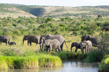 Obraz premium Herd of elephants grazing by a pond in green savanna landscape