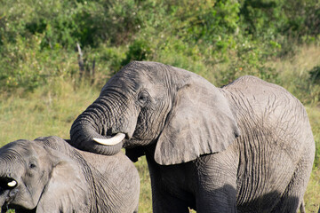 African elephant close-up with head and trunk in savanna