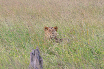 Lioness peering through tall grass in savanna