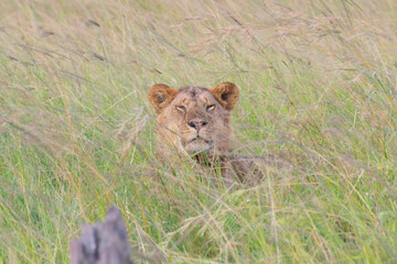 Male lion resting in tall grassy savanna