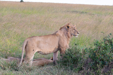Lioness standing alert in grassy savanna near bushes