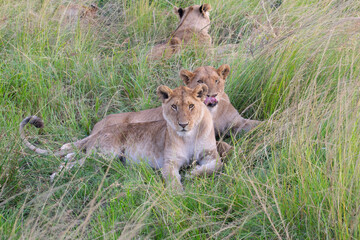 Lioness lying in savanna grass looking forward