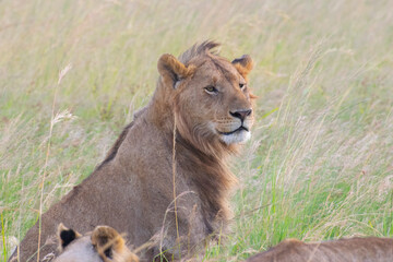 Male lion sitting in tall savanna grass