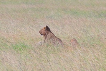 Hyenas stalking prey in tall savanna grass
