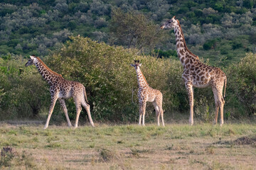 Two giraffes standing together in lush green savanna