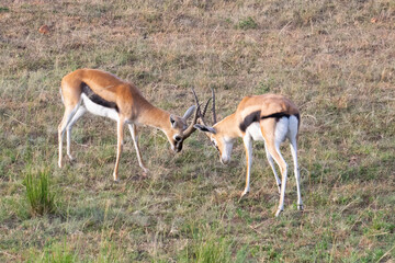 Two antelopes locking horns on grassy savanna plain