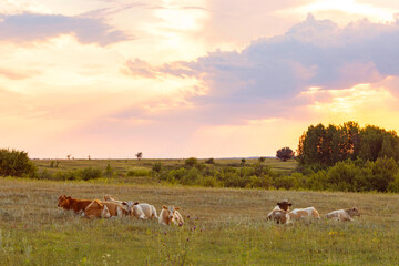a herd of cows in a pasture, rural landscape, free grazing cattle, beef farming background