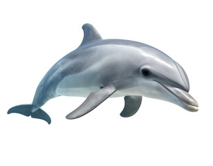 Obraz premium Dolphin leaping against white background