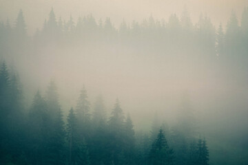 Misty pine forest in Carpathian mountains covered with thick fog in moody atmospheric morning landscape view