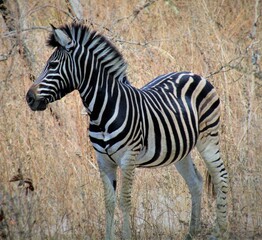 Plains Zebra Standing Alert in the African Savannah