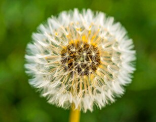 Close-up of a dandelion seed head