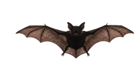 Bat flying with outstretched wings against white background  
