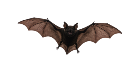 Bat flying with spread wings in a neutral background  