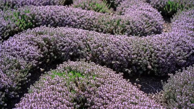 Field of flowering thyme plants in a rural setting on a sunny day.