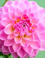 Close-up of a pink dahlia