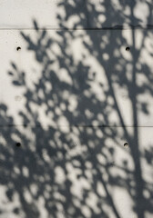 Grey Concrete Wall With Leaf Shadows And Sunlight